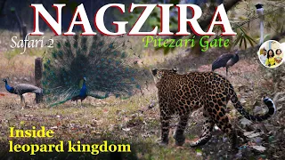 Nagzira- kingdom of leopards | Wildlife safari Nagzira Pitezari Gate | Thrilling forest stay