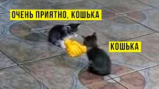 ЗДРАСЬТЕ, Я КОШЬКА))) Приколы с котами | Мемозг 800