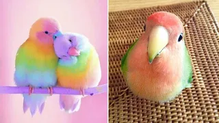 Baby Animals 🔴 Funny Parrots and Cute Birds Compilation (2022) Loros Adorables Recopilación #30