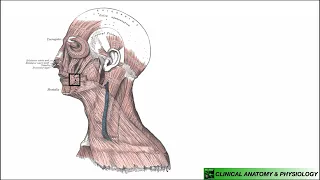 Platysma | Structure & Functions