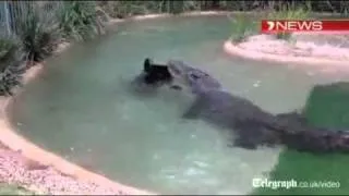 Hungry Crocodile attacks lawnmower in Australia - YouTube.flv