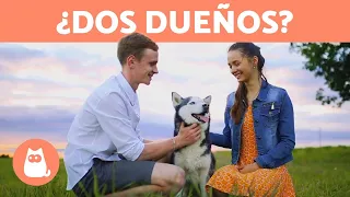 ¿Un PERRO puede tener MÁS de un DUEÑO? 🐕👫🏻 ¡Descúbrelo!