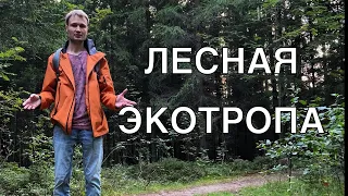 Экотропа Лесная тропа. Колтушские высоты