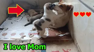 Puppies hug and kiss their mother dog to show their love