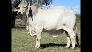 Karmoo Brahmans 2023 Bull Sale - Lot 42