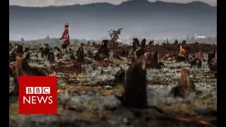 Vanilla Thieves Of Madagascar (Full Documentary) - BBC News