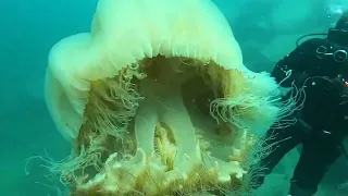 Медуза львиная грива.