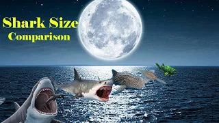 3d Shark Size Comparison: From Small to Giant Sharks Revealed!