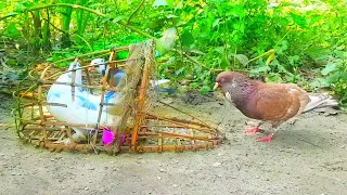 Creative Bamboo Bird Trap | Amazing Pigeon Traping System with Easy Tools