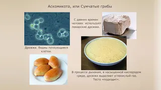 Отдел Аскомикота, или Сумчастые грибы