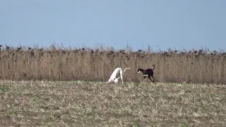 Охота с грейхаундом.Охота с борзыми.Волк и 3 зайца.