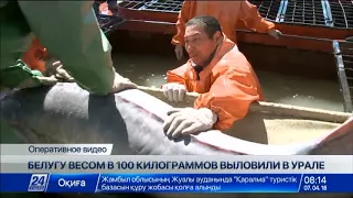 Белугу весом 100 килограммов выловили в Урале