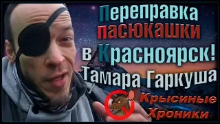 Переправка пасюка в Красноярск, или взаимопомощь крысоводов! (Wild Rats | Дикие Крысы)