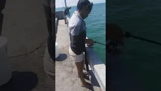 Catching bait with sabiki rig