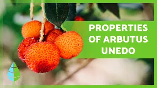 HEALTH BENEFITS of the STRAWBERRY TREE 🍒💚 (Properties, Uses and Contraindications)