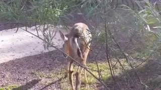 Deer Heals Its Broken Leg
