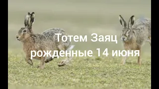 Тотем Заяц рождённые 14 июня