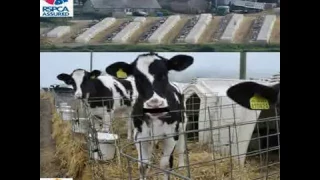 RSPCA Assured Cow Abuse