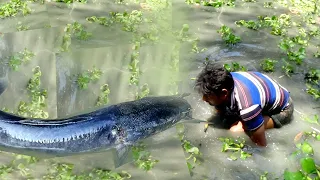 Best Hand Fishing | Amazing Man & Boys Catching Big Catfish | By Hand | In Mud Water - At The Canal
