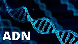 ¿Qué es el ADN y cuáles son sus FUNCIONES? Doble hélice, nucleótidos, bases