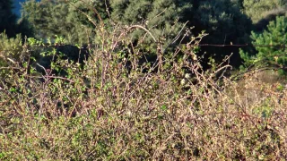 Western Orphean warbler (Sylvia hortensis) - Calling ⁴ᵏ ᵁˡᵗʳᵃ ᴴᴰ