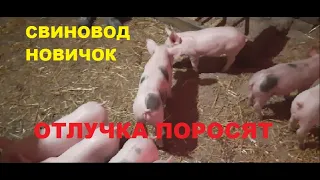 Отлучка поросят от свиноматки. корм предстарт для свиней. Свиноводство.