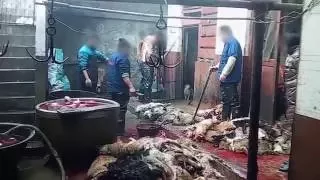 Chinese Dog-Leather Industry Exposed