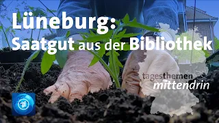 Lüneburg: Samen aus der Bibliothek I tagesthemen mittendrin