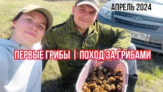 ПЕРВЫЕ ГРИБЫ | Поход за грибами | о такой грибалке многие мечтают