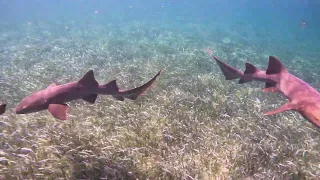 Feeding Frenzy Nurse Sharks Shark Alley Snorkeling Ambergris Caye Belize