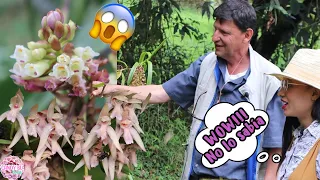 Datos curiosos sobre las ORQUÍDEAS: Finca llena de flores │Candy Bu