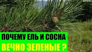 Почему сосна и ель вечно зеленые?