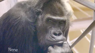 Aging Gorilla Mom Still Worries About Her Son | The Shabani Family