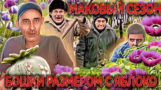 Однажды на маковом сезоне