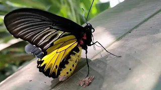 Black and yellow butterfly - Golden Birdwing (Troides Aeacus)
