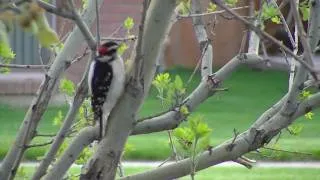 Woodpecker pecking some Wood