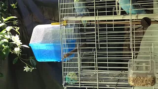 Muhabbet kuşları nasıl banyo yapar.