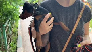 Цвергпинчер - первый выход на улицу. Miniature pinscher age three months.