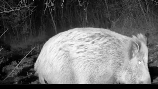 Wildschweine, Vaddisznók, Mistreți, Wild boar