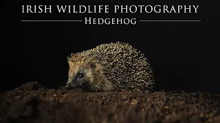 Hedgehog in my garden / Irish Wildlife Photography.