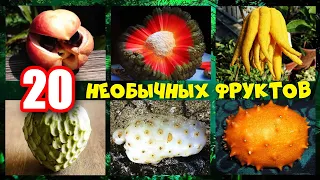 Какие на вкус 20 самых необычных экзотических фруктов в мире