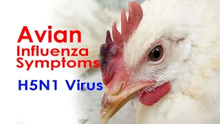 INFLUENZA SYMPTOMS  in CHICKENS, Avian flu virus in poultry