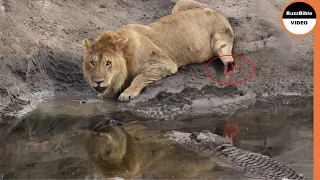 Lion Lost One of its Legs While Escaping From a Crocodile