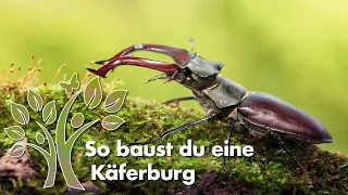 Totholz als Kleinlebensraum für Insekten