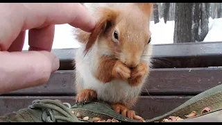 Давно не видел Рыжей белки и вот она появилась / A familiar Red squirrel came running