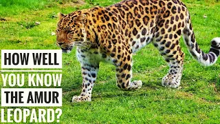 Amur Leopard || Description, Characteristics and Facts!