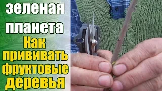 Прививка 100% приживаемость / Прививочный секатор / Когда прививать фруктовые деревья