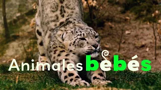 Bebés de Montaña - Bebés de Animales | Temporada 1 Episodio 7