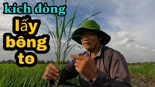 thời điểm phun thuốc KÍCH ĐÒNG để lấy BÔNG TO vụ thu đông #85 l Thanhdotv