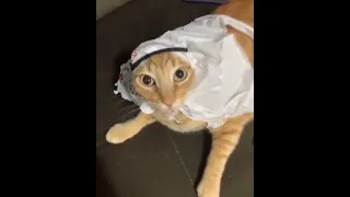 Habibi Cat